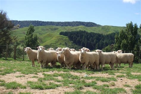 Beef + Lamb New Zealand works to tackle facial eczema - Country-Wide