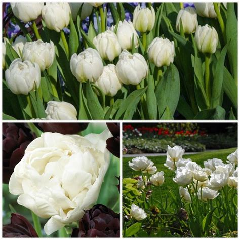 Mount Tacoma Double Late Tulip Bulbs 12 Cm Excellent For Bouquets