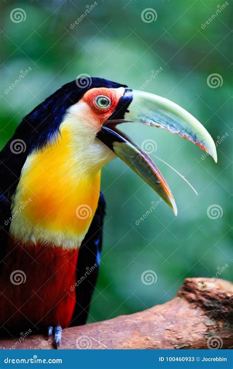 Squawking Green toucan stock image. Image of nature - 100460933