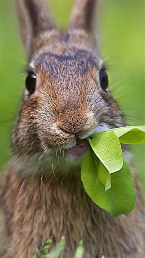 Bunny Rabbit Chewing On Leaves Filhotes Coelhos Bichinhos Fofos