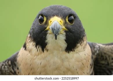 Peregrine Falcon Stoop: Over 121 Royalty-Free Licensable Stock Photos ...