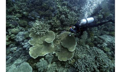 Scientists Try To Bolster Great Barrier Reef In Warmer World