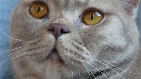 Scottish Fold Cat Head Stock Photo By ©emeliana 2222422