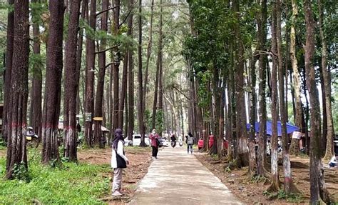 Healing Murah Inilah Obyek Wisata Hutan Pinus Di Jawa Tengah Yang Hits