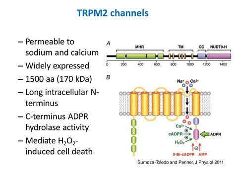 Contribute to Oxidant Stress and - ppt download