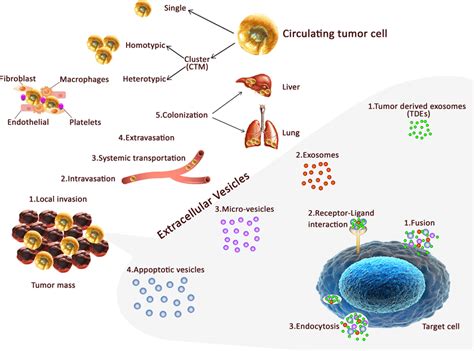 The Different Types Of Ctcs And Extra Vesicles In Colorectal Cancer