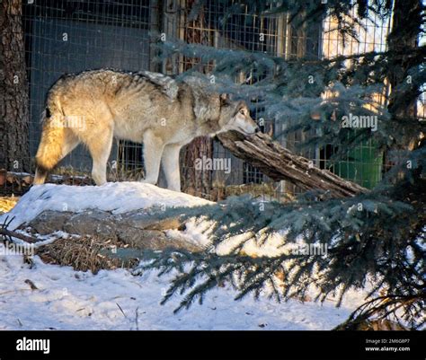 Zoo Wolf Fence Hi Res Stock Photography And Images Alamy