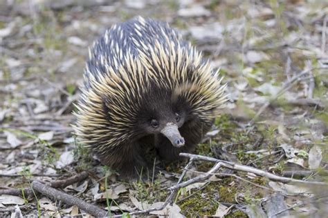 17 Extraordinary Echidna Facts - Fact Animal