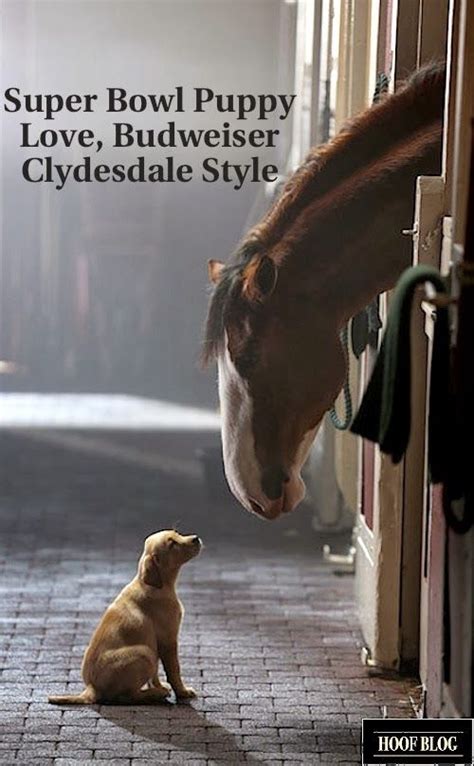 Budweiser Clydesdales 2014 Super Bowl Commercial: Expect Big Horses, a ...