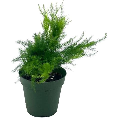 Asparagus Fern Plumosa Asparagus Setaceus 4 Inch Lace Fern Climbing