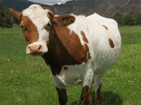 Jersey Cow | Modern Farming Methods