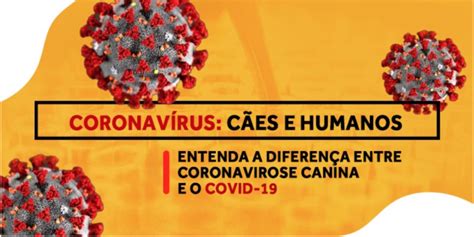 ENTENDA A DIFERENÇA ENTRE O CORONAVÍRUS EM CÃES E EM HUMANOS Labovet