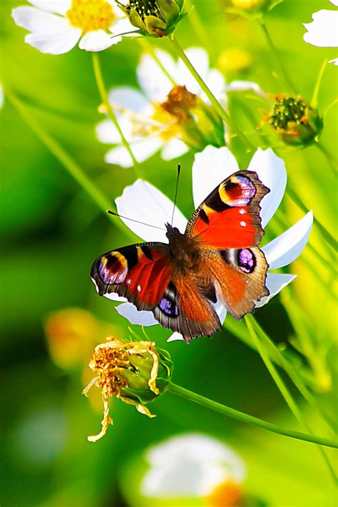 How To Attract Birds Bees And Butterflies 5 Perennials Pollinators Love