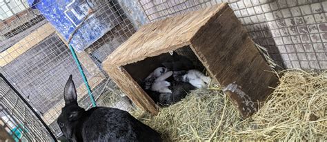 Meet Our Rabbits Cff Farm