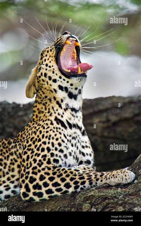 Leopard Mouth