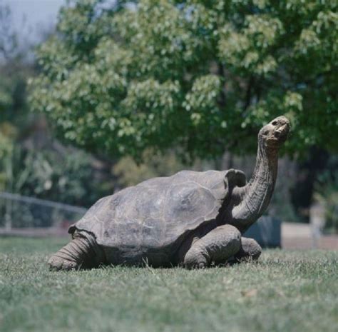 Diego The Tortoise Famous For Saving Species With His High Sex Drive