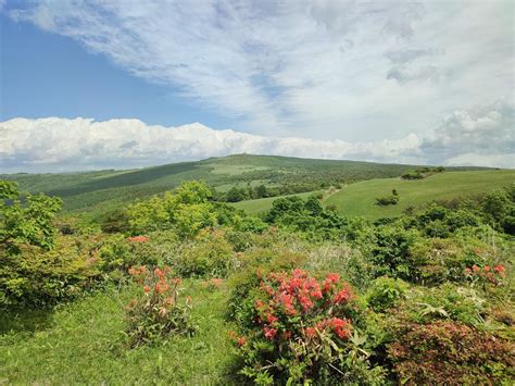 種山ヶ原 五月三十日 花めれおんさんの物見山（種山）の活動データ Yamap ヤマップ