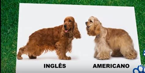 Cocker Spaniel Ingles Vs Cocker Spaniel Americano Lo Mejor De La Vida