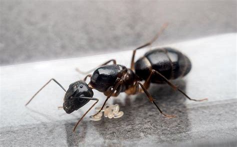 Warning Signs Of Carpenter Ant Damage Carpenter Ant Prevention