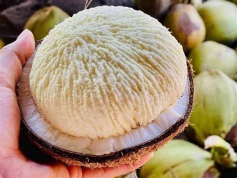 Qu Es La Manzana De Coco Y D Nde Puedo Comerla La Prensa De Coahuila