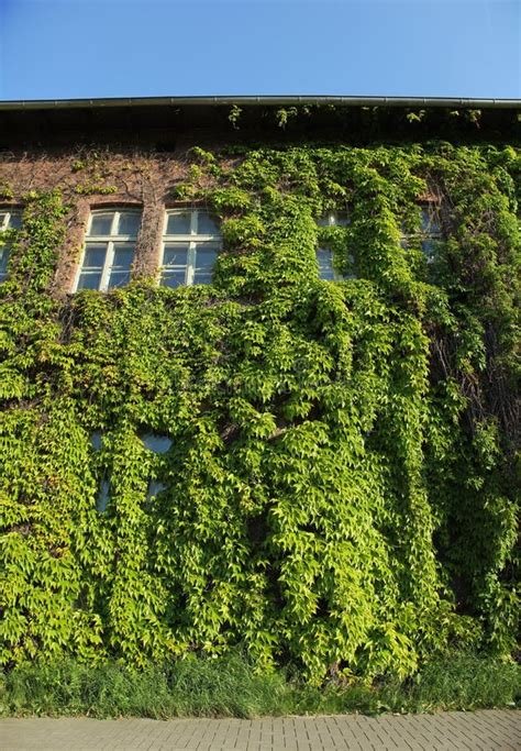 House Covered In Ivy Stock Image Image Of Climbing Panoramic 41594207