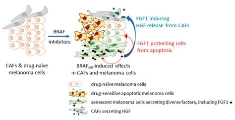 Cells Free Full Text Fibroblast Growth Factor Receptor Signaling In