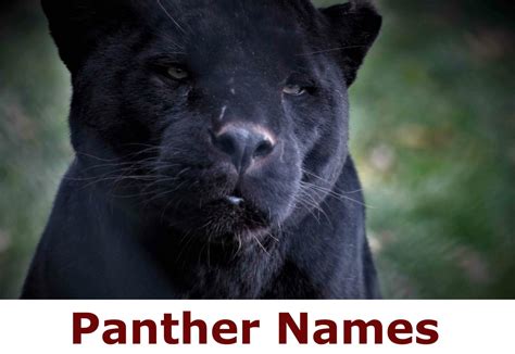 365 Pawsome Panther Names that Will Make You Purr - Animal Hype