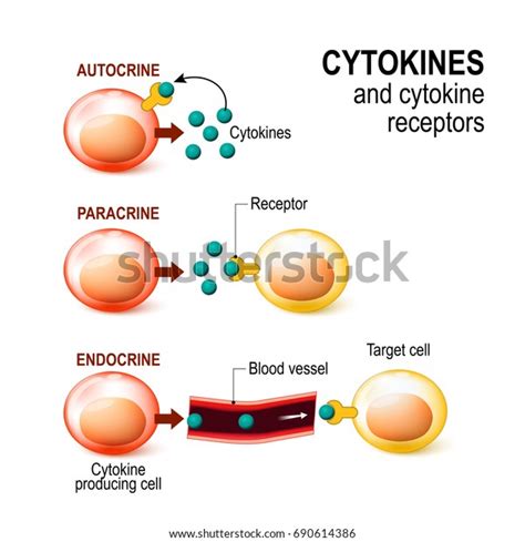 Cytokines Cytokine Receptor Signal Transduction Between Stock Vector