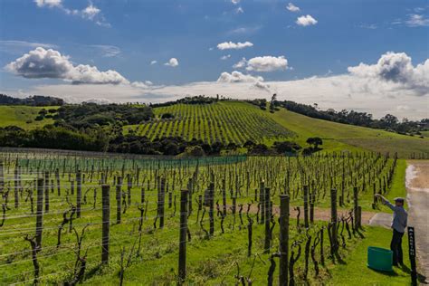 Wineries Waiheke Island Te Motu Vineyards And The Shed Restaurant