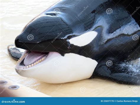 Portrait Of A Killer Whale's Head Stock Photo - Image: 22697770