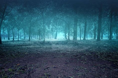 17698 Haunted Forest Stock Photos Free And Royalty Free Stock Photos