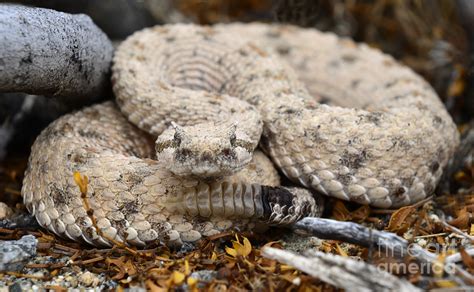 Sidewinder Rattlesnake Mohave Desert Photograph By Bob Christopher