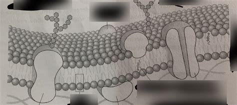 Zellmembran Diagram Quizlet