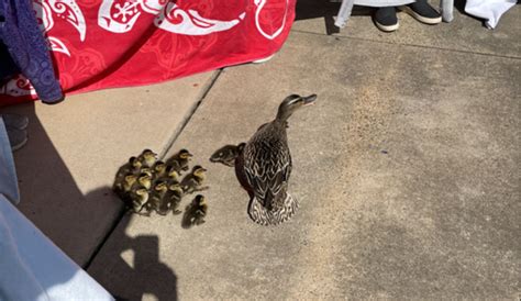 Why a momma duck and her ducklings waddled through a Va. elementary ...