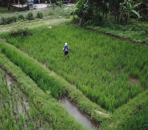 Stok Pupuk Capai 1 7 Juta Ton Di Akhir Tahun 2023 Setara 200 Persen