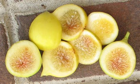 fig excel yellow ross creek tropicals