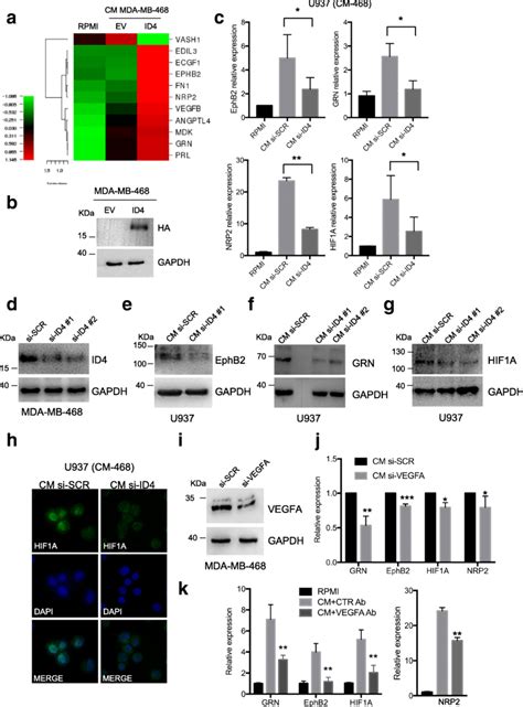 Inhibitor Of Differentiation 4 Id4 Expression In Breast Cancer Cells Download Scientific