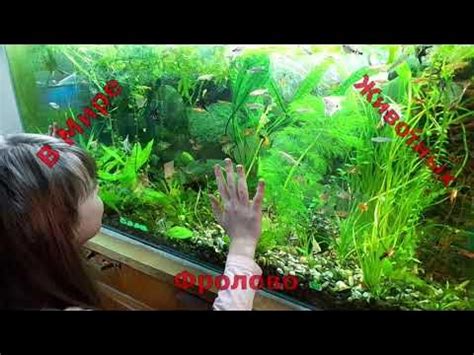Эхинодорус Амазонский или "Амазонка" в аквариуме! - YouTube