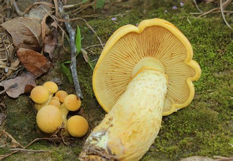 Panaeolus Subbalteatus Cinctulus On Mulch Pa Mushroom Hunting And