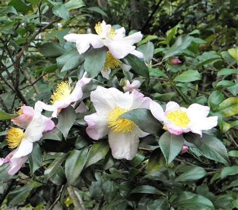 5 Seeds TEA PLANT Black & Green Drinking Tea Camellia Sinensis Evergreen Tree Shrub Flower Seeds ...