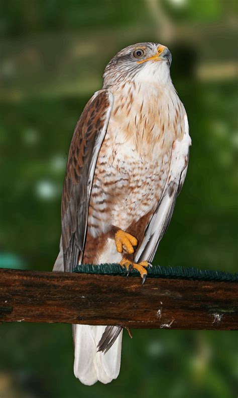 Ferruginous hawk - Wikipedia