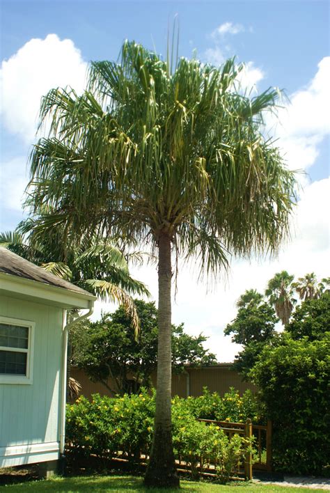 Ribbon Palm Livistonia Dicipiens Michael A Gilkey Inc