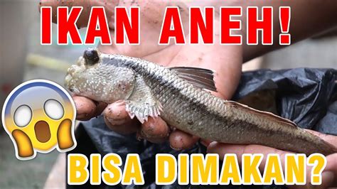 Masak Ikan Glodok Mudskippers Digoreng Seperti Apa Rasanya Youtube