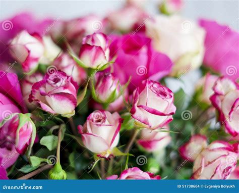 Pink roses bouquet stock photo. Image of flower, petal - 51738664