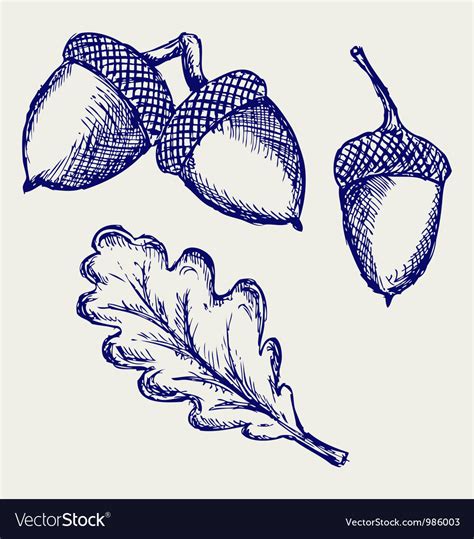 Acorn Royalty Free Vector Image - VectorStock