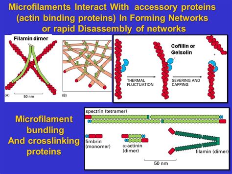 Lectures 21 And 22 The Cytoskeleton Microfilaments Essential