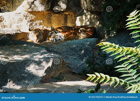 Three Tiger Cubs Lying To Rest. Striped Fur of the Elegant Predators ...