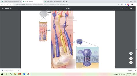 Diagram Of Phys A Photor Cepteurs De La R Tine Diagramme Quizlet