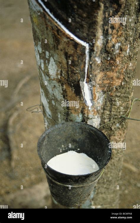 Cote D Ivoire Ivory Coast Rubber Plantation Latex Dripping Into Cup