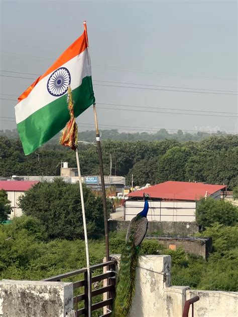 Polyester National Flags At Rs Piece In Bareilly Id